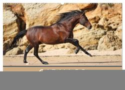 Caballos Spanische Pferde 2024 (Wandkalender 2024 DIN A2 quer), CALVENDO Monatskalender von Eckerl Tierfotografie,  Petra