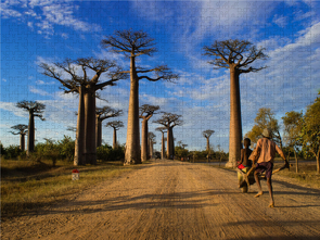 CALVENDO Puzzle Baobaballee – Madagaskar 2000 Teile Lege-Größe 900 x 670 cm Foto-Puzzle Bild von Rolf Dietz