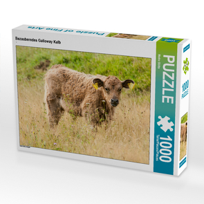 CALVENDO Puzzle Bezauberndes Galloway Kalb 1000 Teile Lege-Größe 64 x 48 cm Foto-Puzzle Bild von Meike Bölts