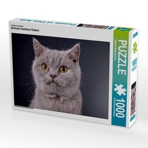 CALVENDO Puzzle Britisch Kurzhaar Katzen 1000 Teile Lege-Größe 64 x 48 cm Foto-Puzzle Bild von Gabriela Wejat-Zaretzke von Wejat-Zaretzke,  Gabriela