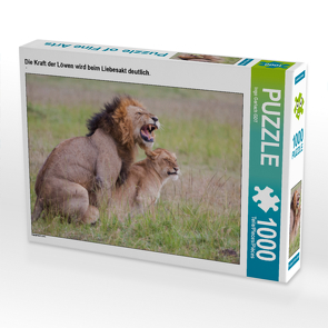 CALVENDO Puzzle Die Kraft der Löwen wird beim Liebesakt deutlich. 1000 Teile Lege-Größe 64 x 48 cm Foto-Puzzle Bild von Ingo Gerlach GDT