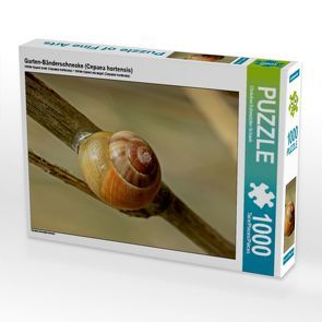 CALVENDO Puzzle Garten-Bänderschnecke (Cepaea hortensis) 1000 Teile Lege-Größe 64 x 48 cm Foto-Puzzle Bild von Christine Schmutzler-Schaub von Schmutzler-Schaub,  Christine