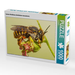 CALVENDO Puzzle Garten-Wollbiene (Anthidium maculatum). 1000 Teile Lege-Größe 64 x 48 cm Foto-Puzzle Bild von CALVENDO