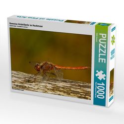 CALVENDO Puzzle Gemeine Heidelibelle im Hochmoor 1000 Teile Lege-Größe 64 x 48 cm Foto-Puzzle Bild von Dirk Grasse