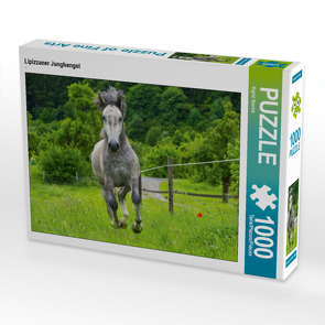 CALVENDO Puzzle Lipizzaner Junghengst 1000 Teile Lege-Größe 64 x 48 cm Foto-Puzzle Bild von Sigrid Starick