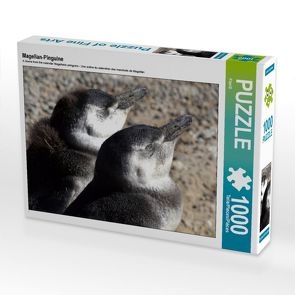 CALVENDO Puzzle Magellan-Pinguine 1000 Teile Lege-Größe 64 x 48 cm Foto-Puzzle Bild von Flori0