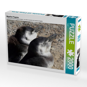 CALVENDO Puzzle Magellan-Pinguine 2000 Teile Lege-Größe 90 x 67 cm Foto-Puzzle Bild von Flori0