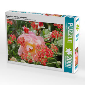 CALVENDO Puzzle Rosa Rose mit roter Schafgarbe 2000 Teile Lege-Größe 90 x 67 cm Foto-Puzzle Bild von Gisela Kruse