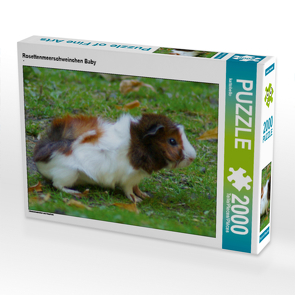 CALVENDO Puzzle Rosettenmeerschweinchen Baby 2000 Teile Lege-Größe 90 x 67 cm Foto-Puzzle Bild von kattobello