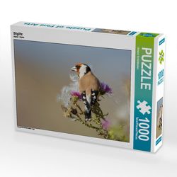 CALVENDO Puzzle Stiglitz 1000 Teile Lege-Größe 64 x 48 cm Foto-Puzzle Bild von Johann Schörkhuber