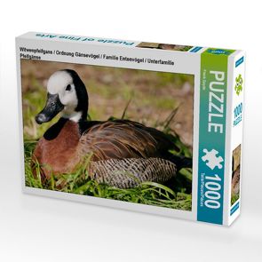 CALVENDO Puzzle Witwenpfeifgans / Ordnung Gänsevögel / Familie Entenvögel / Unterfamilie Pfeifgänse 1000 Teile Lege-Größe 64 x 48 cm Foto-Puzzle Bild von Frank Gayde