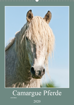 Camargue Pferde – weiße Mähnen (Wandkalender 2020 DIN A2 hoch) von Bölts,  Meike