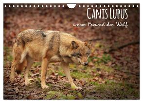 Canis Lupus – unser Freund der Wolf (Wandkalender 2024 DIN A4 quer), CALVENDO Monatskalender von Hollstein,  Alexandra