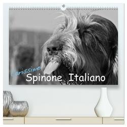 Carissimo Spinone Italiano (hochwertiger Premium Wandkalender 2024 DIN A2 quer), Kunstdruck in Hochglanz von Drafz,  Silvia