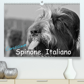 Carissimo Spinone Italiano (Premium, hochwertiger DIN A2 Wandkalender 2020, Kunstdruck in Hochglanz) von Drafz,  Silvia