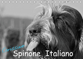 Carissimo Spinone Italiano (Tischkalender 2021 DIN A5 quer) von Drafz,  Silvia