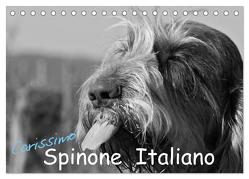 Carissimo Spinone Italiano (Tischkalender 2024 DIN A5 quer), CALVENDO Monatskalender von Drafz,  Silvia