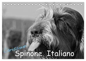Carissimo Spinone Italiano (Tischkalender 2024 DIN A5 quer), CALVENDO Monatskalender von Drafz,  Silvia