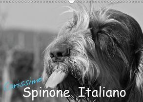 Carissimo Spinone Italiano (Wandkalender 2019 DIN A3 quer) von Drafz,  Silvia