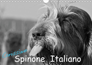 Carissimo Spinone Italiano (Wandkalender 2021 DIN A4 quer) von Drafz,  Silvia