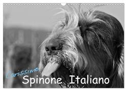 Carissimo Spinone Italiano (Wandkalender 2024 DIN A3 quer), CALVENDO Monatskalender von Drafz,  Silvia