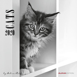 Cats 2020 – Katzen – Wandkalender – Broschürenkalender (30 x 60 geöffnet) – schwarz-weiß – Tierkalender – Wandplaner von ALPHA EDITION, Rath,  Sabine
