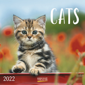 Cats 2022 von Korsch Verlag