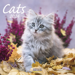 Cats 2024 von Korsch Verlag