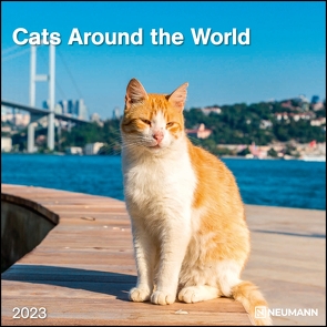 Cats Around the World 2023 – Wand-Kalender – Broschüren-Kalender – 30×30 – 30×60 geöffnet – Katzen-Kalender