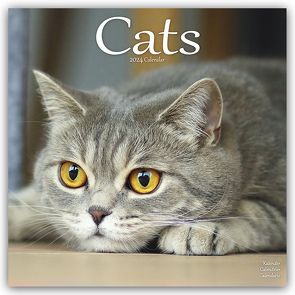 Cats – Katzen 2024 – 16-Monatskalender