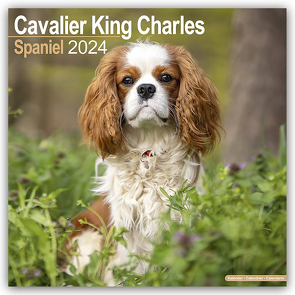 Cavalier King Charles Spaniel 2024 – 16-Monatskalender