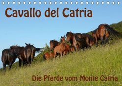 Cavallo del Catria – Die Pferde vom Monte Catria (Tischkalender 2018 DIN A5 quer) von van Wyk - www.germanpix.net,  Anke