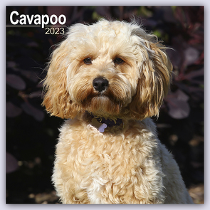 Cavapoo – Cavoodle 2023 – 16-Monatskalender