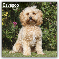 Cavapoo – Cavoodle 2024 – 16-Monatskalender