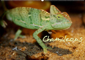 Chamäleons (Wandkalender 2023 DIN A2 quer) von Chawera