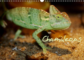 Chamäleons (Wandkalender 2023 DIN A3 quer) von Chawera