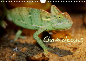 Chamäleons (Wandkalender 2023 DIN A4 quer) von Chawera
