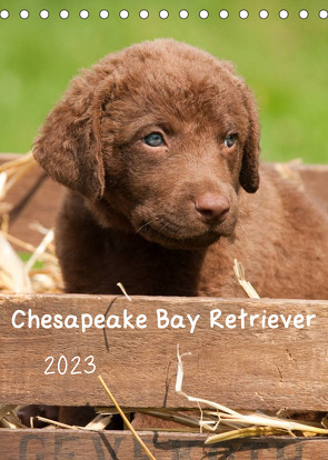 Chesapeake Bay Retriever 2023 (Tischkalender 2023 DIN A5 hoch) von Vika-Foto