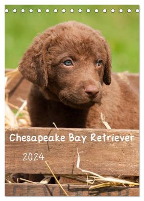 Chesapeake Bay Retriever 2024 (Tischkalender 2024 DIN A5 hoch), CALVENDO Monatskalender von Vika-Foto,  Vika-Foto