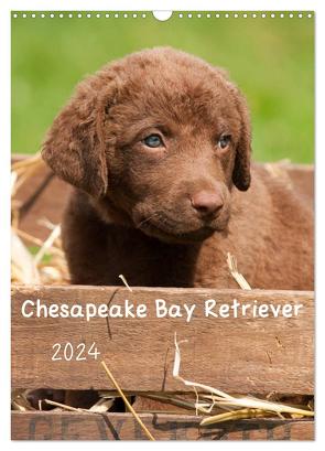 Chesapeake Bay Retriever 2024 (Wandkalender 2024 DIN A3 hoch), CALVENDO Monatskalender von Vika-Foto,  Vika-Foto
