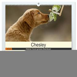 Chesley Kleiner Hund grosse Abenteuer (hochwertiger Premium Wandkalender 2024 DIN A2 quer), Kunstdruck in Hochglanz von Bea Müller,  Hundefotografie