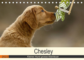 Chesley Kleiner Hund grosse Abenteuer (Tischkalender 2022 DIN A5 quer) von Bea Müller,  Hundefotografie