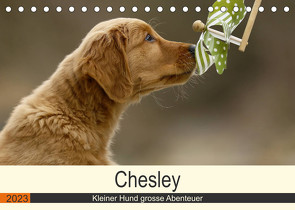 Chesley Kleiner Hund grosse Abenteuer (Tischkalender 2023 DIN A5 quer) von Bea Müller,  Hundefotografie