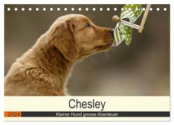 Chesley Kleiner Hund grosse Abenteuer (Tischkalender 2024 DIN A5 quer), CALVENDO Monatskalender von Bea Müller,  Hundefotografie