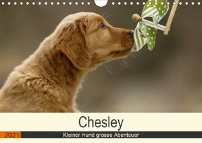 Chesley Kleiner Hund grosse Abenteuer (Wandkalender 2021 DIN A4 quer) von Bea Müller,  Hundefotografie
