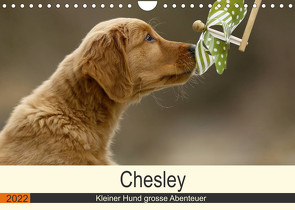 Chesley Kleiner Hund grosse Abenteuer (Wandkalender 2022 DIN A4 quer) von Bea Müller,  Hundefotografie