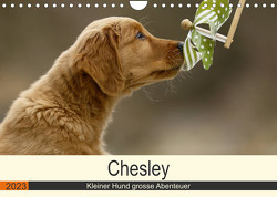 Chesley Kleiner Hund grosse Abenteuer (Wandkalender 2023 DIN A4 quer) von Bea Müller,  Hundefotografie