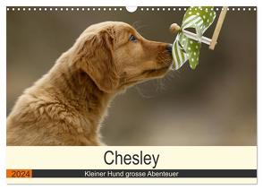 Chesley Kleiner Hund grosse Abenteuer (Wandkalender 2024 DIN A3 quer), CALVENDO Monatskalender von Bea Müller,  Hundefotografie