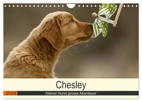 Chesley Kleiner Hund grosse Abenteuer (Wandkalender 2024 DIN A4 quer), CALVENDO Monatskalender von Bea Müller,  Hundefotografie