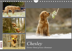 Chesley Kleiner Hund Grosses AbenteuerCH-Version (Wandkalender 2023 DIN A4 quer) von Bea Müller,  Hundfotografin